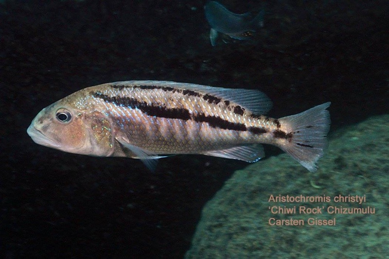 Aristochromis christyi 'Chiwi Rocks'
